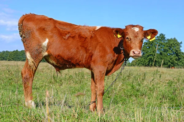 Close Cute Cow Meadow — Stockfoto