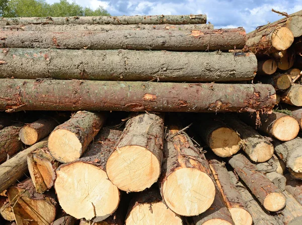 Aufbereitung Und Holzlagerung Einer Industriellen Landschaft — Stockfoto