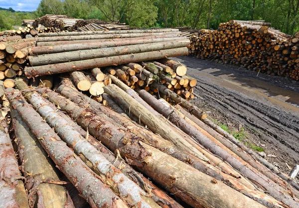 Préparation Entreposage Bois Dans Paysage Industriel — Photo