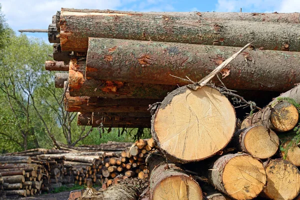 Підготовка Складування Деревини Індустріальному Ландшафті — стокове фото