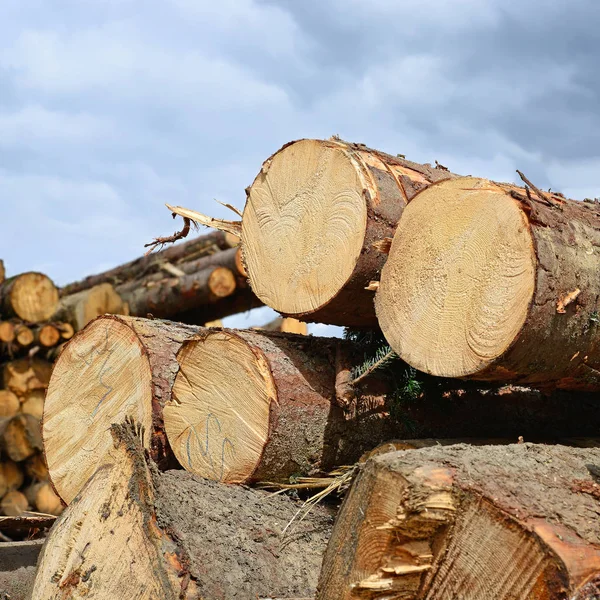 Preparación Almacenamiento Madera Paisaje Industrial — Foto de Stock