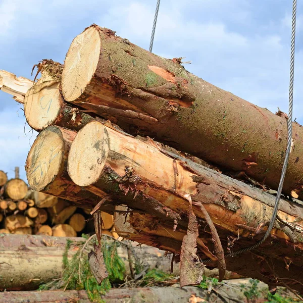 Preparazione Deposito Del Legno Paesaggio Industriale — Foto Stock