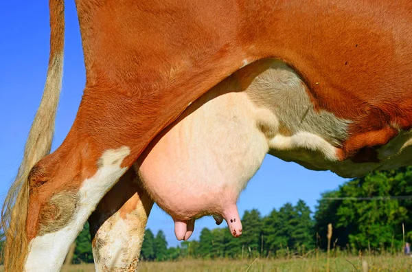 Udder Młodej Krowy Zbliżenie — Zdjęcie stockowe