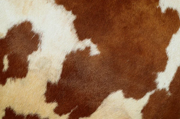 Fragment Skin Cow — Stock Photo, Image