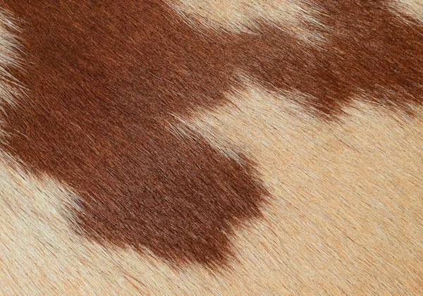 Θραύσμα Από Ένα Δέρμα Μιας Αγελάδας — Φωτογραφία Αρχείου