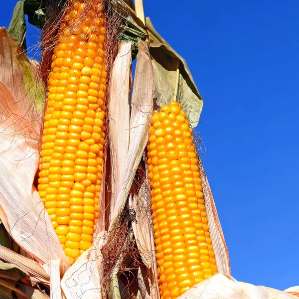 Ripe Corn Rural Landscape — Stock Photo, Image