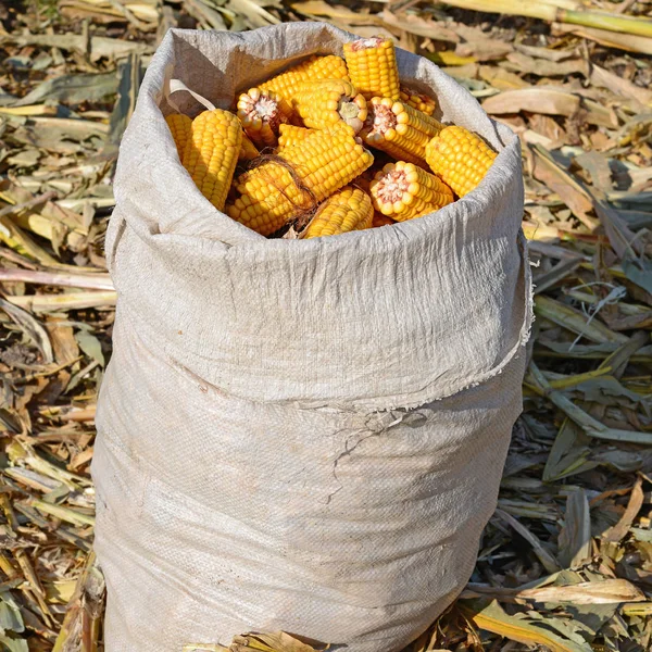 Maíz Mazorca Bolsa — Foto de Stock