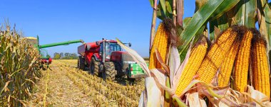 Kalush, Ukraine  October 14, 2014: Modern John Deere tractor with a trailer to transport the grain to harvest corn in the field near the town Kalush, Western Ukraine