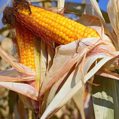 Kırsal manzara içinde olgunlaşmış Mısır. 