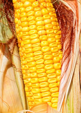 Kırsal manzara içinde olgunlaşmış Mısır. 