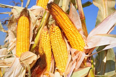 Kırsal manzara içinde olgunlaşmış Mısır. 