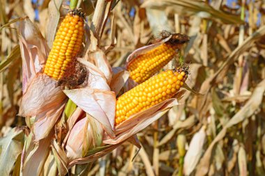 Kırsal manzara içinde olgunlaşmış Mısır. 