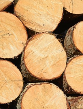 Hazırlık ve ahşap depo endüstriyel bir peyzaj.