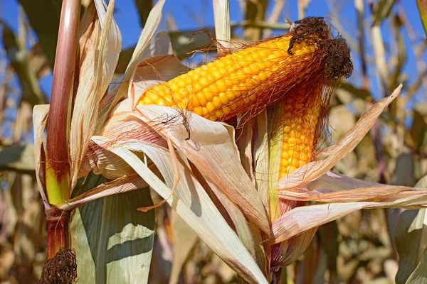 Jagung Matang Lanskap Pedesaan — Stok Foto