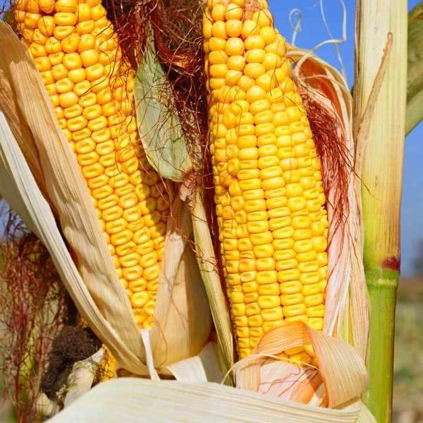 成熟的玉米 在山水田园 — 图库照片