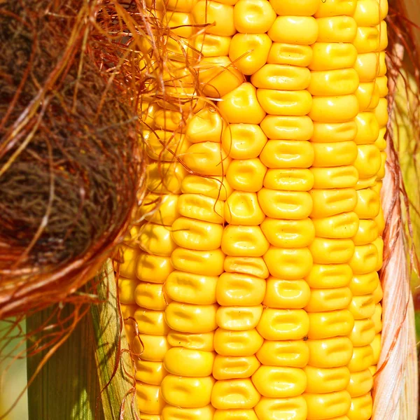 Rijpe Maïs Het Rurale Landschap — Stockfoto