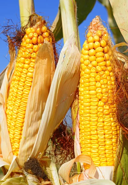成熟的玉米 在山水田园 — 图库照片