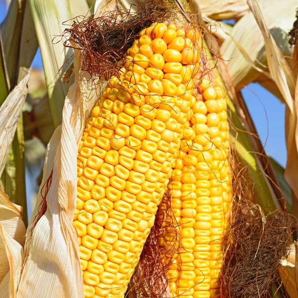 Ripe Corn Rural Landscape — Stock Photo, Image