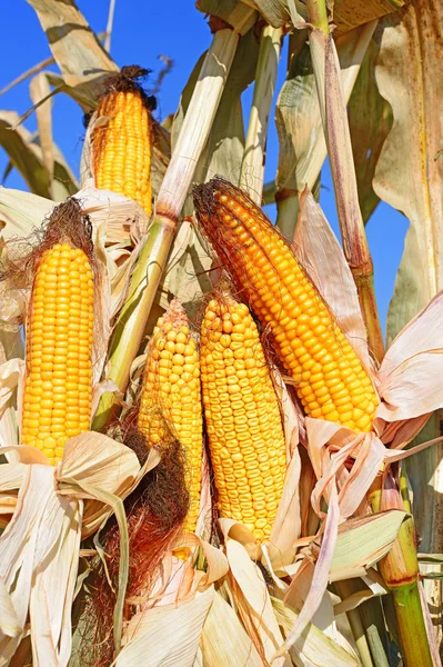 Jagung Matang Lanskap Pedesaan — Stok Foto