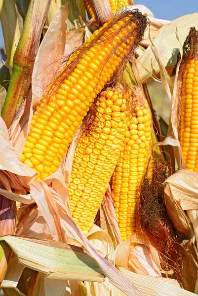 Jagung Matang Lanskap Pedesaan — Stok Foto