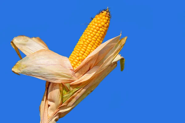 Mais Maturo Nel Paesaggio Rurale — Foto Stock