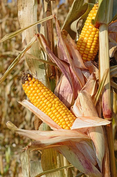 Ripe Corn Rural Landscape — Stock Photo, Image