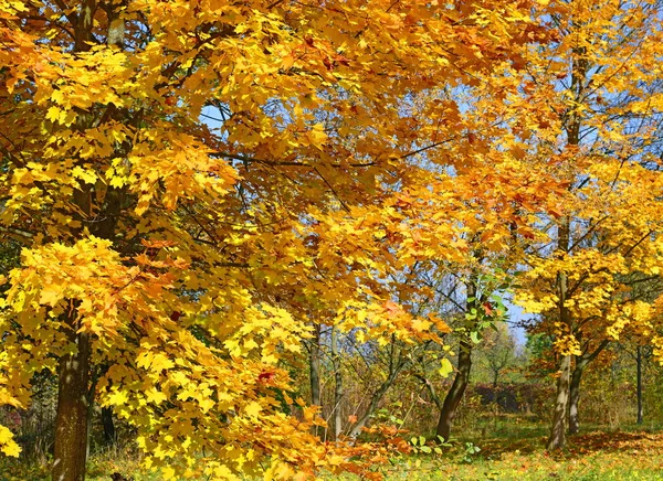 Herbstlandschaft Mit Bunten Bäumen — Stockfoto