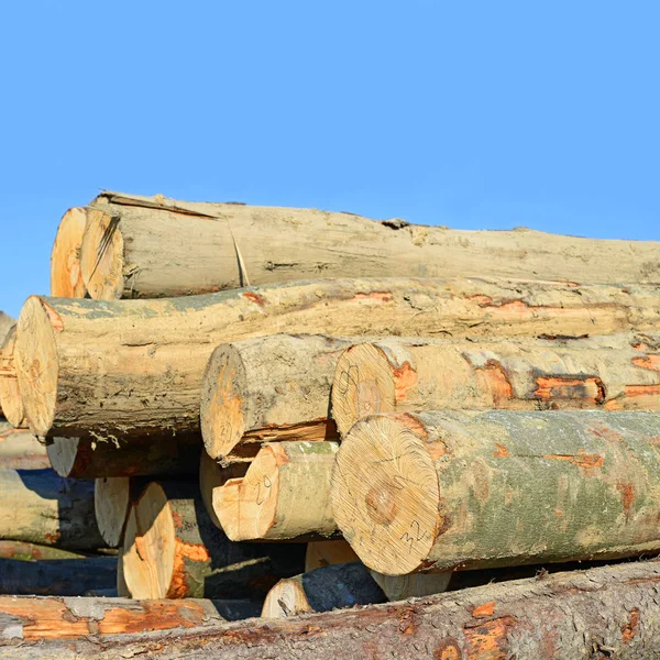 Pile Wood Logs Outdoors — Fotografia de Stock
