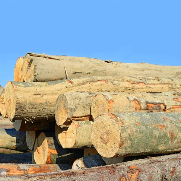 Stapel Houtblokken Buiten — Stockfoto