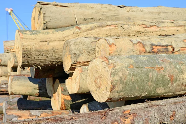 Pile Wood Logs Outdoors — Stock Fotó