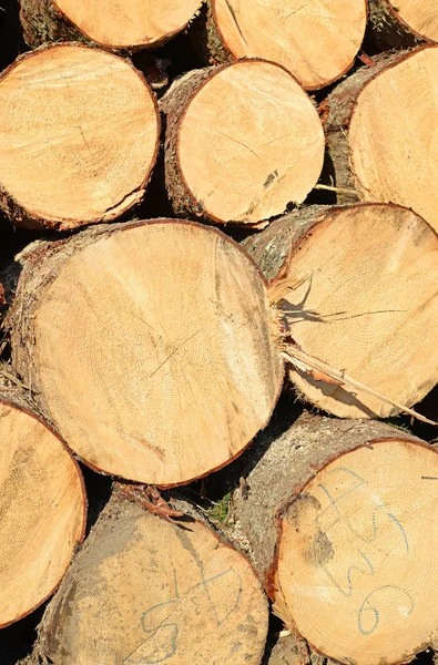 Příprava Skladování Dřeva Průmyslové Krajině — Stock fotografie