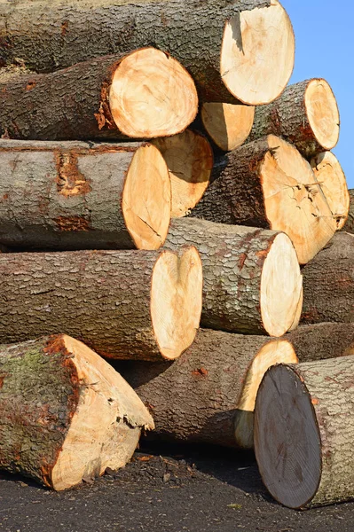 Preparazione Deposito Del Legno Paesaggio Industriale — Foto Stock