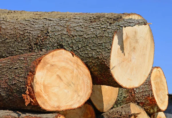 Forberedelse Opbevaring Træ Industrielt Landskab - Stock-foto