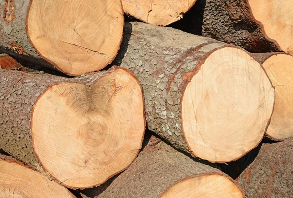 Preparazione Deposito Del Legno Paesaggio Industriale — Foto Stock