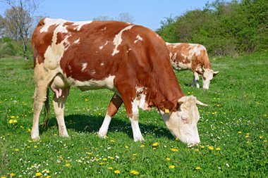 Çayırdaki güzel kahverengi ve beyaz ineğe yaklaş.