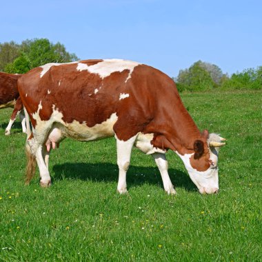 Yaz otlağında şirin bir inek