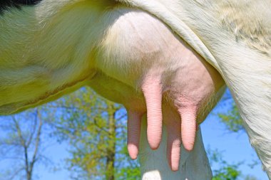 Genç bir ineğin memeleri, yaklaşın.