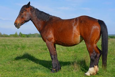 stallion on a leash on summer pasture