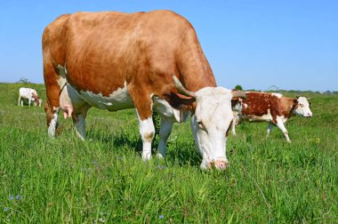 bir yaz yaz kırsal manzara mera üzerinde ineklerin.