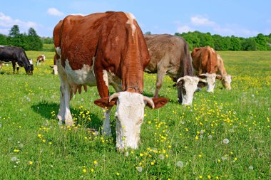 bir yaz yaz kırsal manzara mera üzerinde ineklerin.