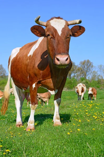 Gros Plan Belle Vache Brune Blanche Sur Prairie — Photo