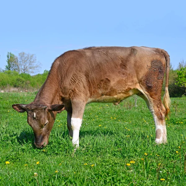 Primer Plano Hermosa Vaca Marrón Blanca Prado — Foto de Stock