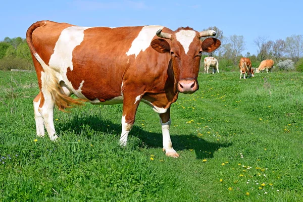 Primo Piano Bella Mucca Marrone Bianco Sul Prato — Foto Stock