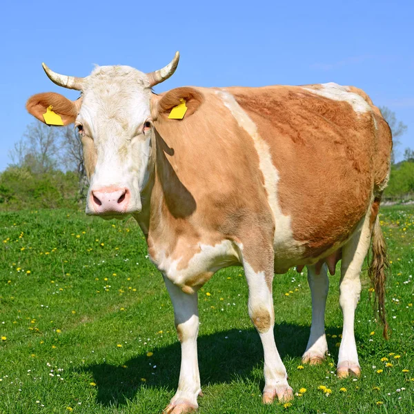 Gros Plan Belle Vache Brune Blanche Sur Prairie — Photo