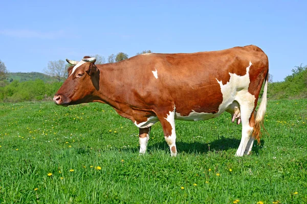 Close Beautiful Brown White Cow Meadow — Stock Photo, Image