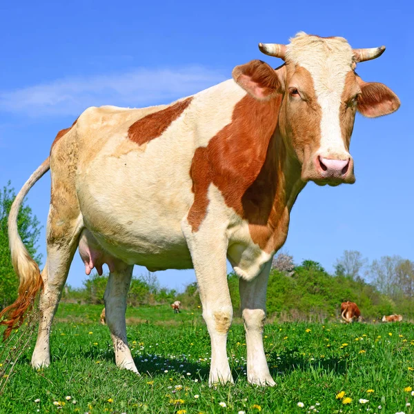 Close Beautiful Brown White Cow Meadow — Stock Photo, Image