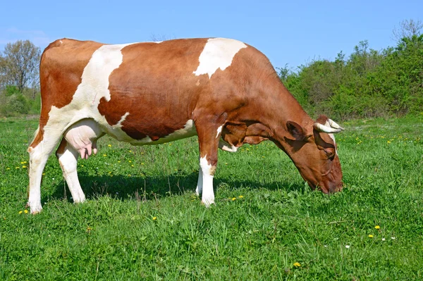 Nahaufnahme Einer Schönen Braunen Und Weißen Kuh Auf Der Weide — Stockfoto