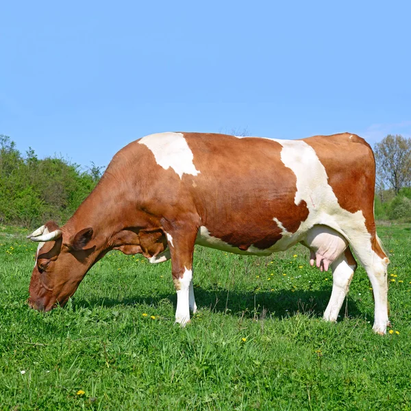 Zbliżenie Pięknej Brązowo Białej Krowy Łące — Zdjęcie stockowe