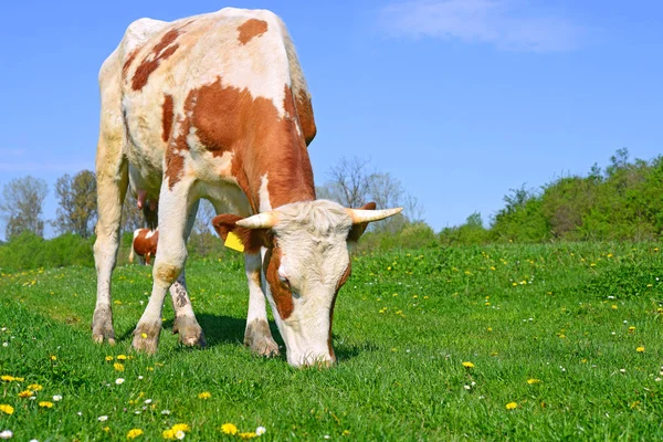 Primer Plano Hermosa Vaca Marrón Blanca Prado — Foto de Stock