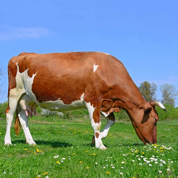 Primer Plano Hermosa Vaca Marrón Blanca Prado —  Fotos de Stock
